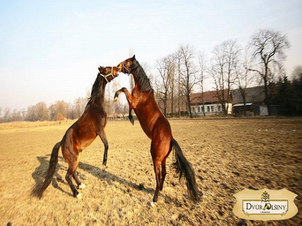 Dvur Olsiny -Hotel And Horse-Riding Karvina Bagian luar foto